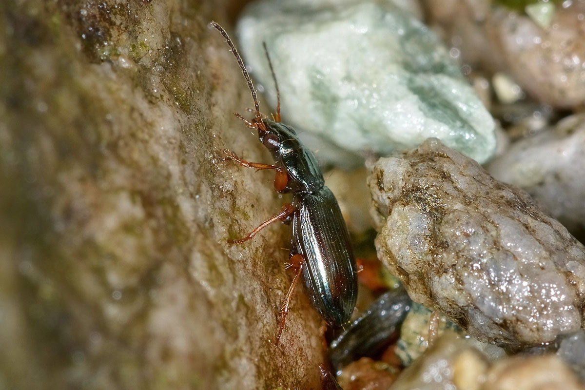 Bembidion tibiale (Ocydromus tibialis secondo faunaeur)